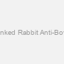 Biotin-Linked Rabbit Anti-Bovine IgG